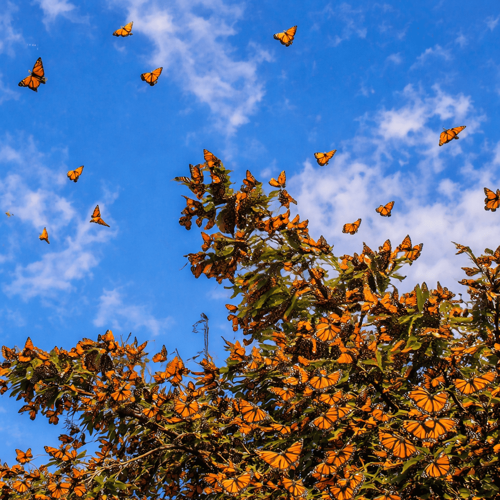 Santuario Mariposas