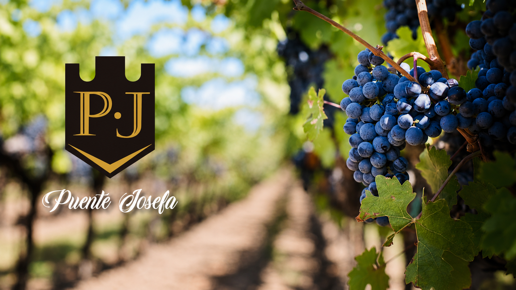 Traslado privado a Puente Josefa Vineyards o cualquier otro viñedo desde San Miguel de Allende