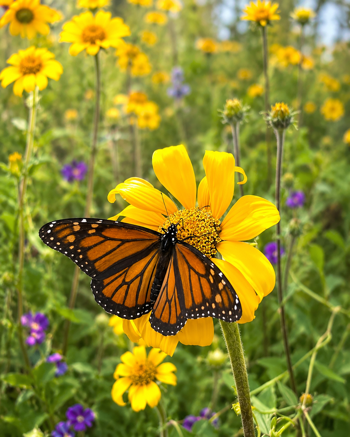 Mariposas Monarca en bosque de oyamel durante la temporada de hibernación en México